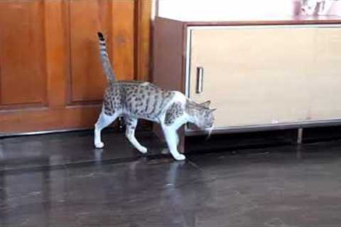 Marty playing with Nancy's kittens | funny cat videos (king Marty)