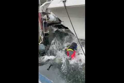 Annual Diver Maintenance