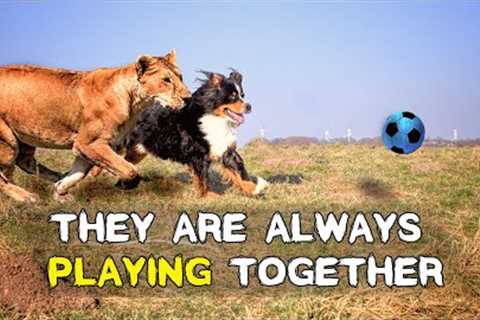 The 10 Strangest Animal Friendships That Will Make You Smile