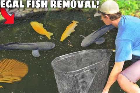Hurricane Flooded ILLEGAL FISH into My POND!