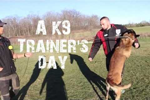 Training Dogs to Protect &amp; Obey - Real Dog Training #23