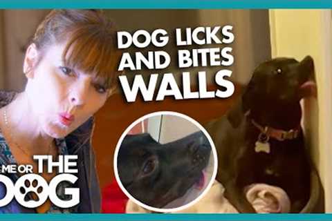 This Dog Loves To Lick And Bite The Walls | It's Me or The Dog