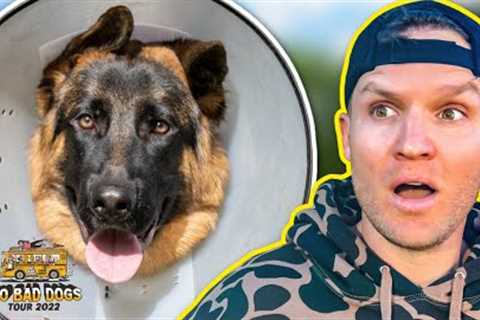 EVERYTHING YOU NEED TO TRAIN YOUR DOG AT HOME!