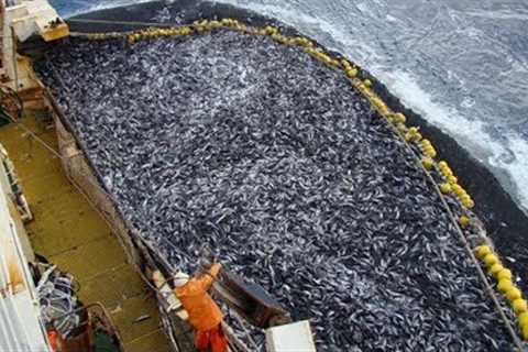 Amazing Big Catch Fishing Skill, Net Fishing in The Sea