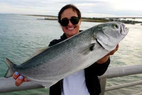 Fish on Every Cast! Bluefish Catch Clean Cook!