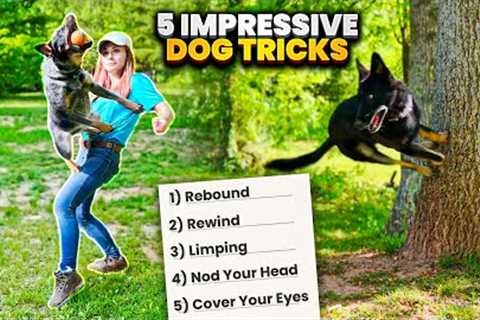 Five More Awesome Dog Tricks to Impress Your Friends!