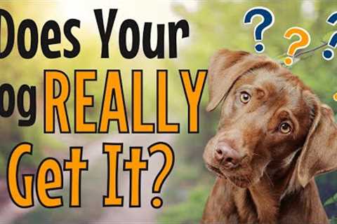 Proofing Vs Generalizing In Dog Training To Grow Skills And Confidence #podcast #184