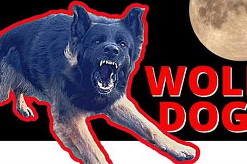 How to STOP crazy BARKING with German Shepherd - No Treats, No Ecollars, No Prong Collars.