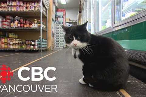 Grocery store cat may face eviction