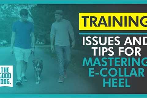 Issues and tips for mastering e-collar Heel | The Good Dog Training