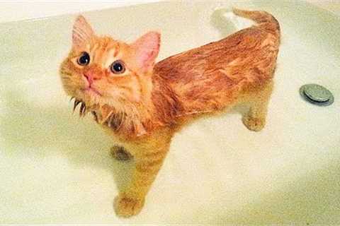 Funniest Cats And Dogs Videos 😺😍#106