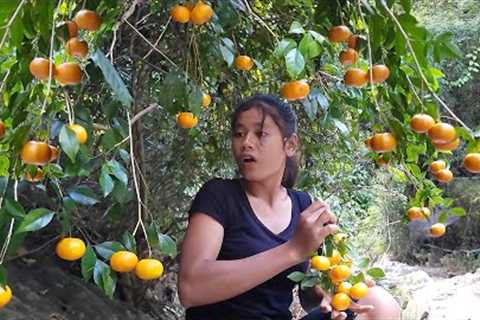 Wild oranges for snack - Survival in jungle