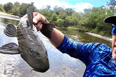 CATCHING Gnarly PREHISTORIC Fish By HAND (PLECO Catch Clean &amp; Cook)