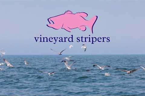 Striped Bass and Bluefish Fly Fishing in Martha's Vineyard