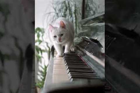 Funny Cat Tricks: How to Keep Your Cat from Ruining Your Home #shorts #tricks