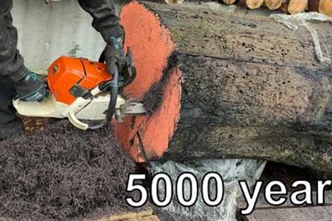 Shocking texture of a 5000 year old tree
