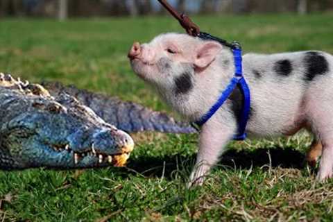 Exotic Animals That Make Surprisingly Good Pets | Exotic Pets