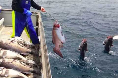 Amazing Gill Net Fishing Line Catching Big Fish - Amazing big catch fishing in the sea