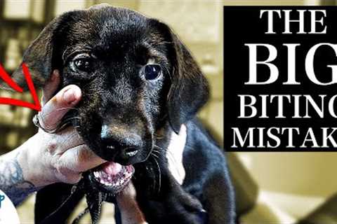 The BIGGEST Mistake People Make With A Puppy Biting Problem