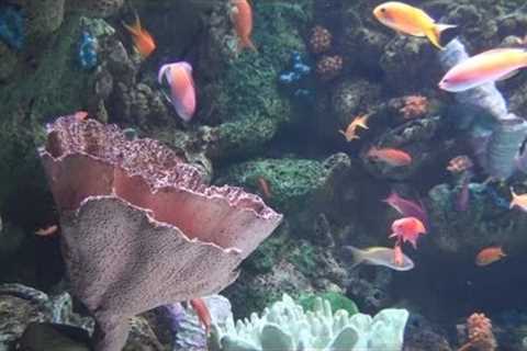 Professional Aquariums: Big Salt Water Fish Tanks