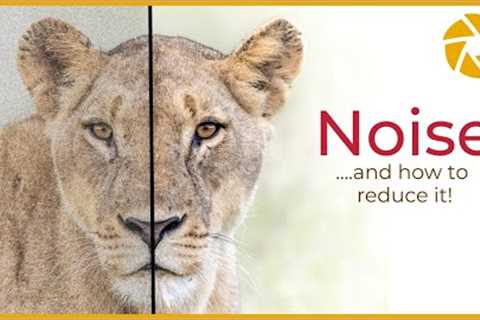 Tips For Reducing Noise In Wildlife Photography