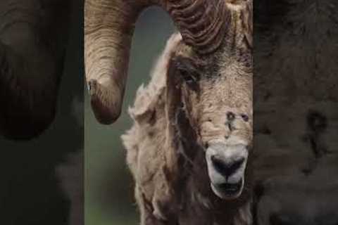 🐑 ||| #shorts #view #viral  #video #Z333 #short #sheep || 🐑 New Videos