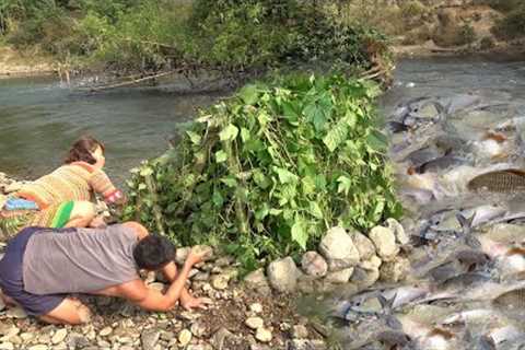 Survival Skills, Build Fish Traps Skills Fish Trap For Survival / Bushcraft Fishing Primitive