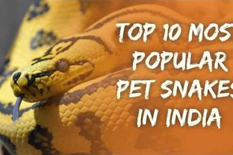 Top 10 Most Popular Pet Snakes In India