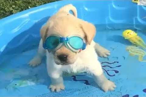 Retrievers Make It Better - Funny Puppy Videos 2018