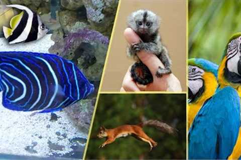 Some Exotic Pets Sold at Live Exotics Kottayam