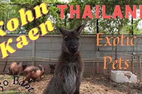 Kohn Kaen Exotic Pets Thailand Best Exotic Pets Check It Out!