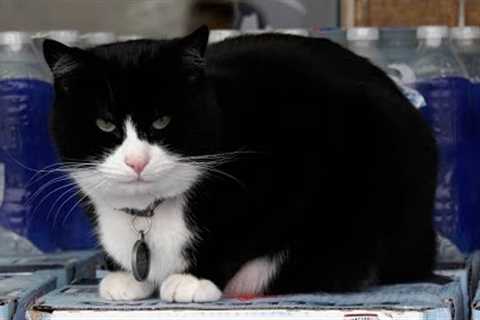 Shop cat barred from Vancouver grocery store