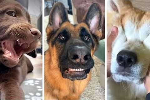 Best DOG Videos Ever!! 🐶 (Compilation of Goofy Doggos) 🐶