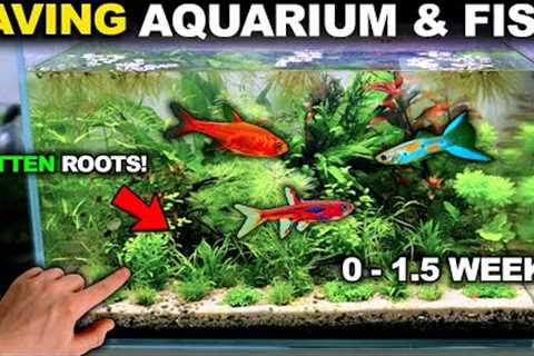 I SAVED My Aquarium &amp; Fish From MELTDOWN!! (Turbo Walstad Tank)