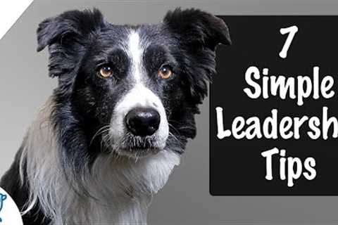 7 Tips To Be An Amazing Leader For Your Puppy