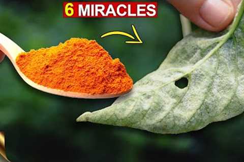6 AMAZING MIRACLES OF TURMERIC IN GARDEN | TURMERIC POWDER FOR PLANTS