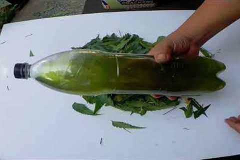 Organic Insecticide Using Neem Leaves (English Subtitle)