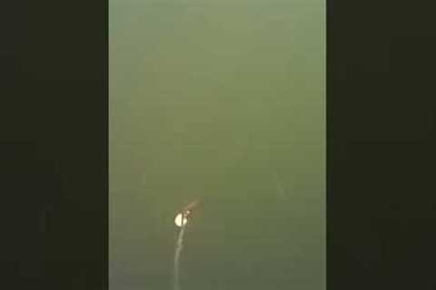 salmon chops the lure and escape❤️🎣xilihala underwater fishing camera recording fish's bite🐟📷