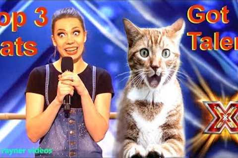 Savitsky Cats Got Talent Auditions! Amazing Cat Talent! Best Top 3 Funny Cute Animals! AGT 2018