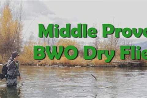 Middle Provo - Nonstop BWO Dry Fly Fishing