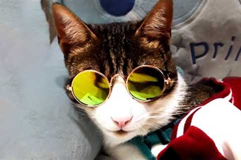 THE BEST CUTE AND FUNNY CAT VIDEOS OF 2020! 🐱