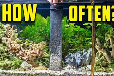 The Water Change Guide For EVERYONE (#1 Key to a Healthy Aquarium)