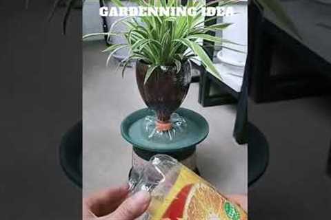 Empty bottles can grow plant like this😆🌴🌱🌿😇/gardening ideas 😇