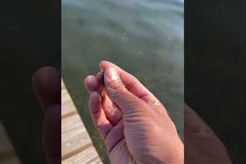 FISH LOVE THIS SECRET BAIT!!! #shorts