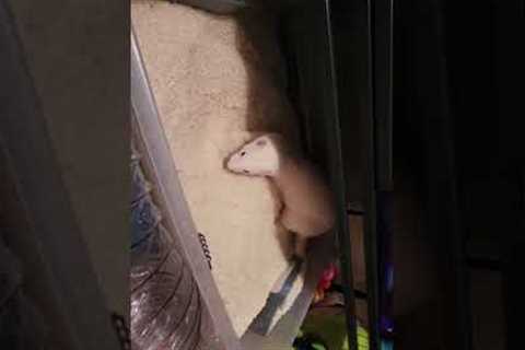 Funny and Cute Animals as Pets | Exotic Animals | Animal Facts | Animal Life | Dog Gecko Ferret Cat
