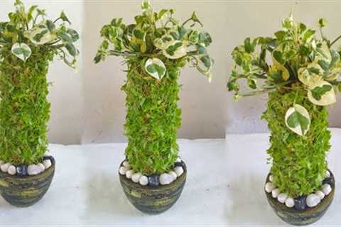 Amazing Indoor Garden Ideas so Easy /gardening ideas for home