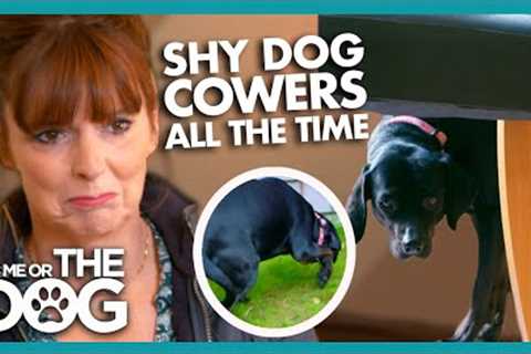 Nervous Dog Cowers at Everything | It's Me or The Dog