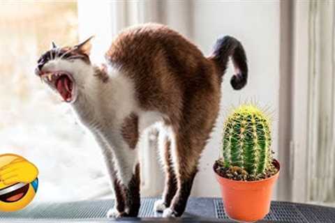 Funny Animal Videos 2022 😂 - Best Dogs And Cats Videos 😺😍 #28