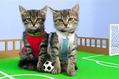 🐱Cat Kittens play Football ⚽ 🏆