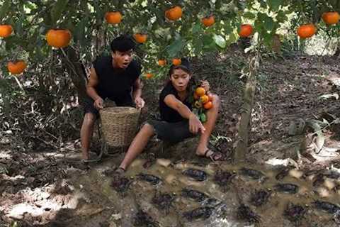 Found wild Persimmon fruit &amp; Catch crabs in forest - Crabs fried spicy for lunch - Cooking in..